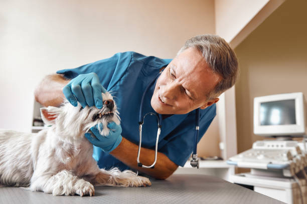 Best Emergency Dental Care for Broken or Chipped Teeth in Gettysburg, SD